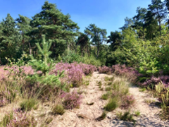 Zelfvoorzienend op de Veluwe - Foto 2